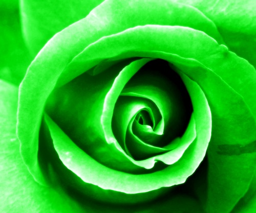 Green, 4th Chakra Rose