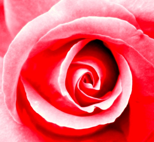Red, 1st Chakra Rose 