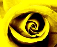 Yellow, 3rd Chakra Rose