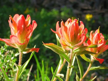 indian paintbrush colorado